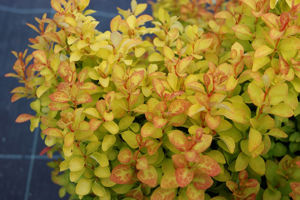 Picture of Berberis